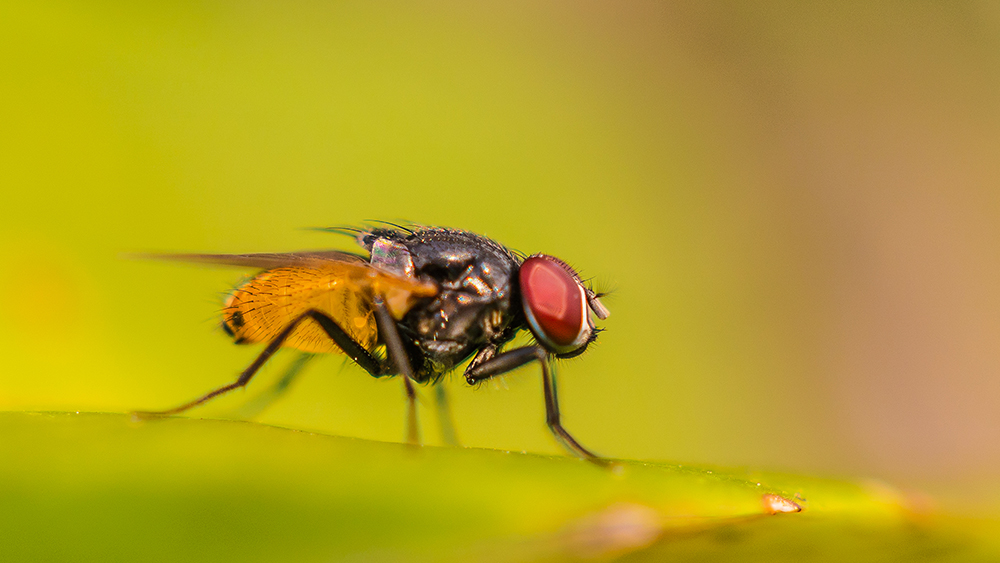 Fruit Fly Smell via Incredible Nanopore System The Institute for